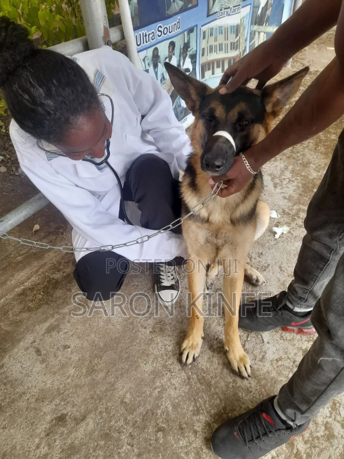 Doctor of Animal(Vet)