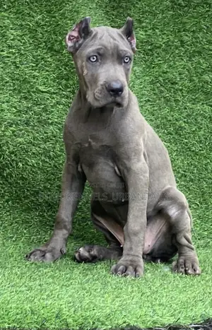 1-3 months Male Purebred Cane Corso