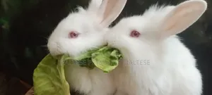 Rrabbit for Sale