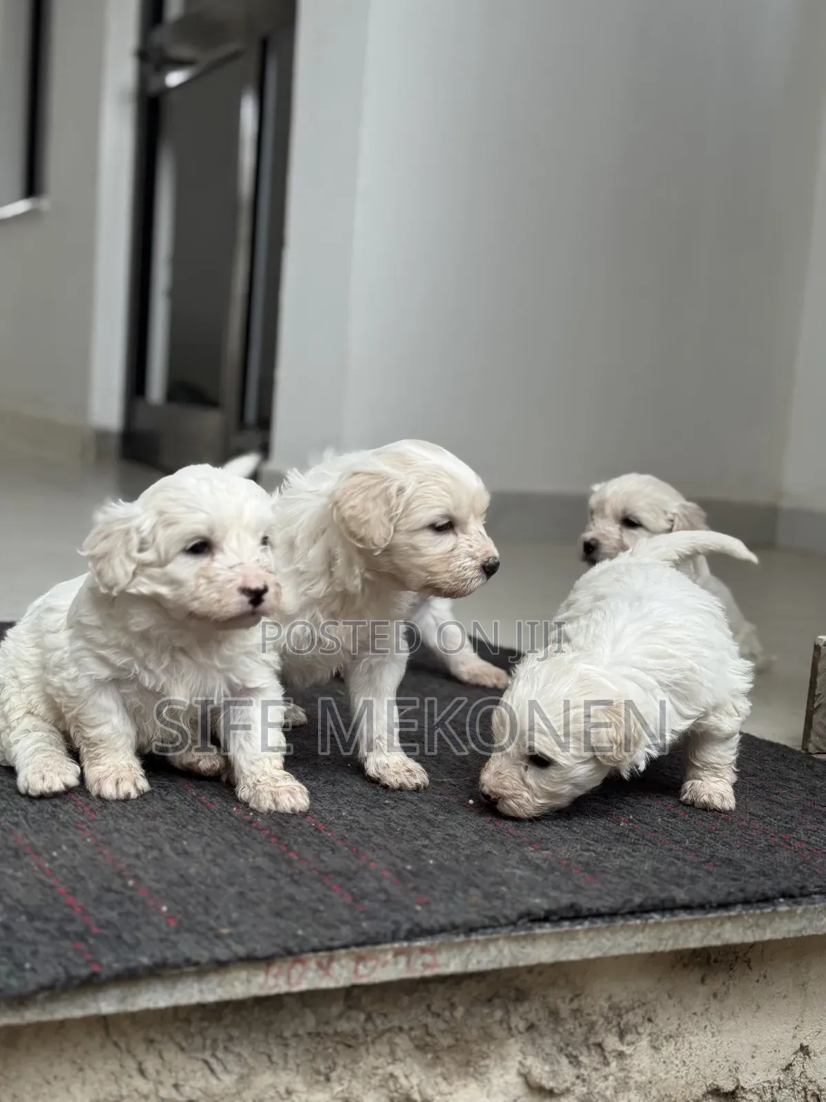 1-3 months Female Purebred Maltese