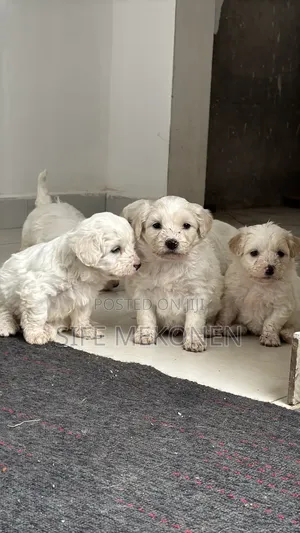 1-3 months Male Purebred Maltese