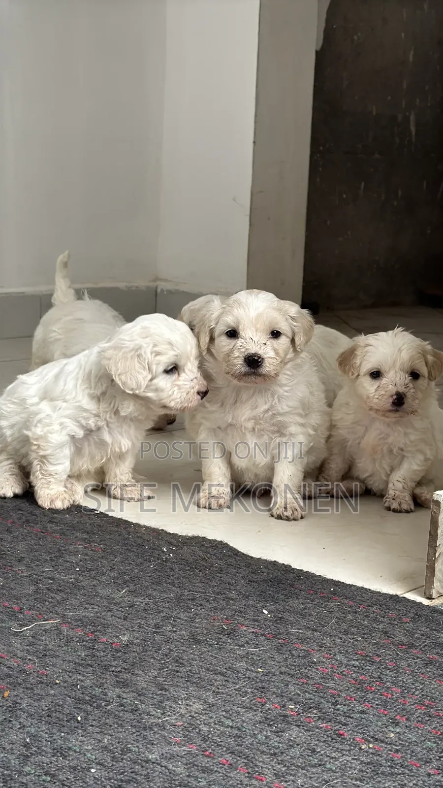 1-3 months Male Purebred Maltese