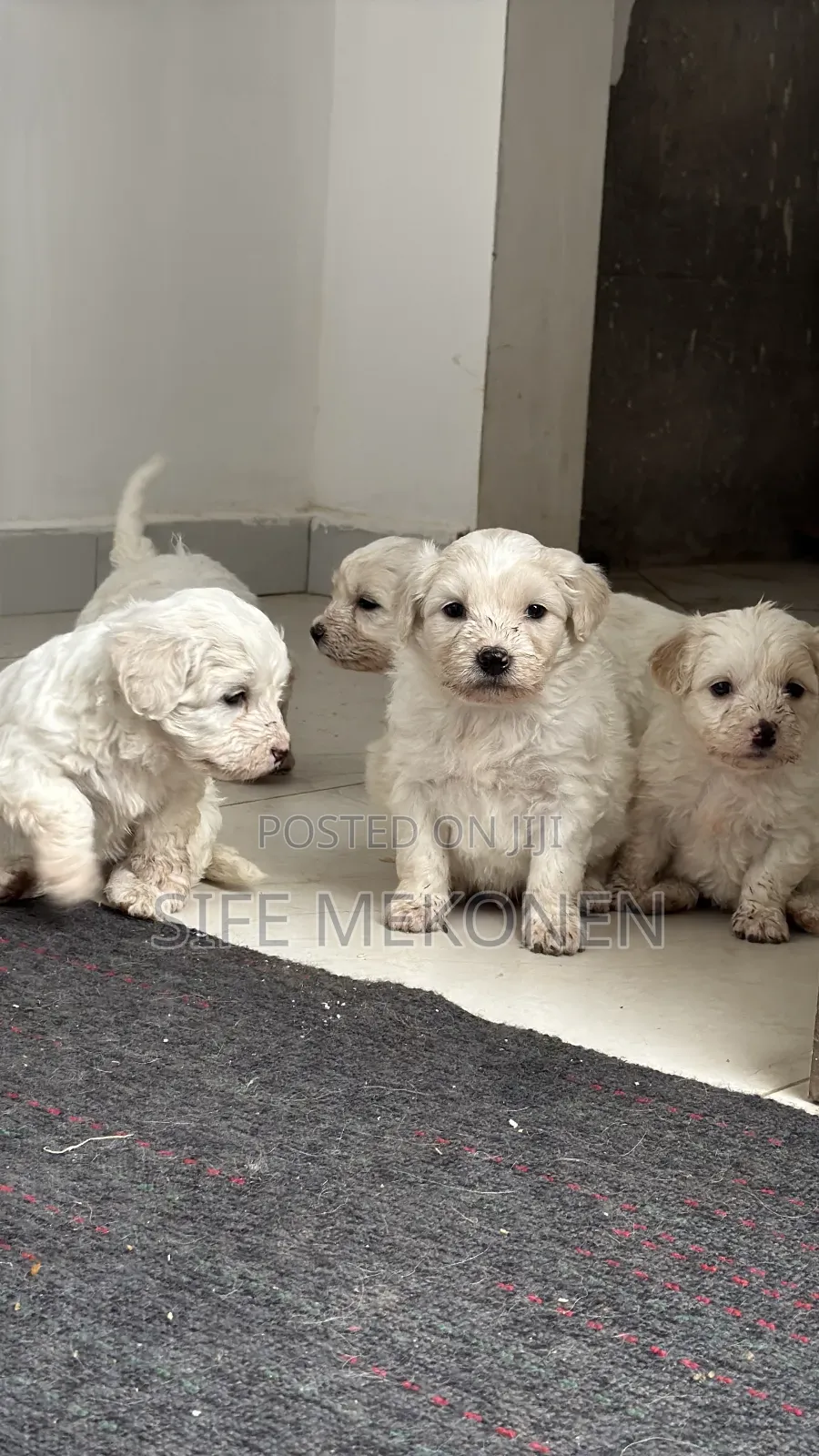 1-3 months Male Purebred Maltese