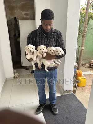 1-3 months Female Purebred Maltese