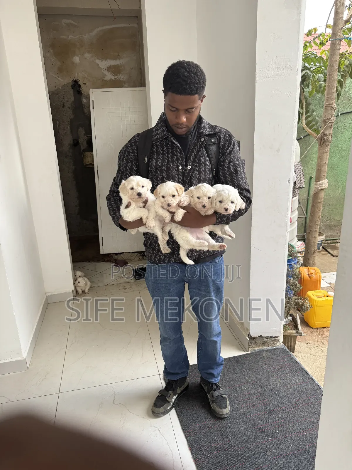 1-3 months Female Purebred Maltese