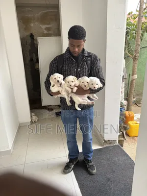 1-3 months Female Purebred Maltese