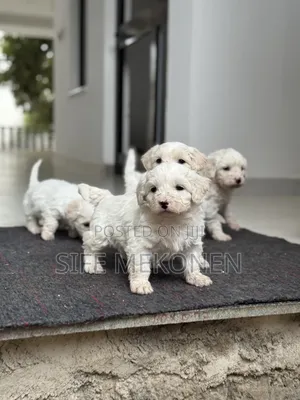 1-3 months Female Purebred Maltese