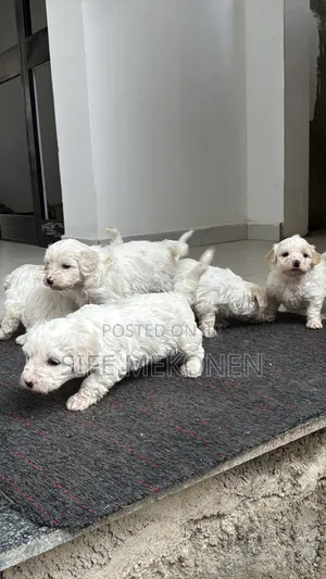 1-3 months Male Purebred Maltese