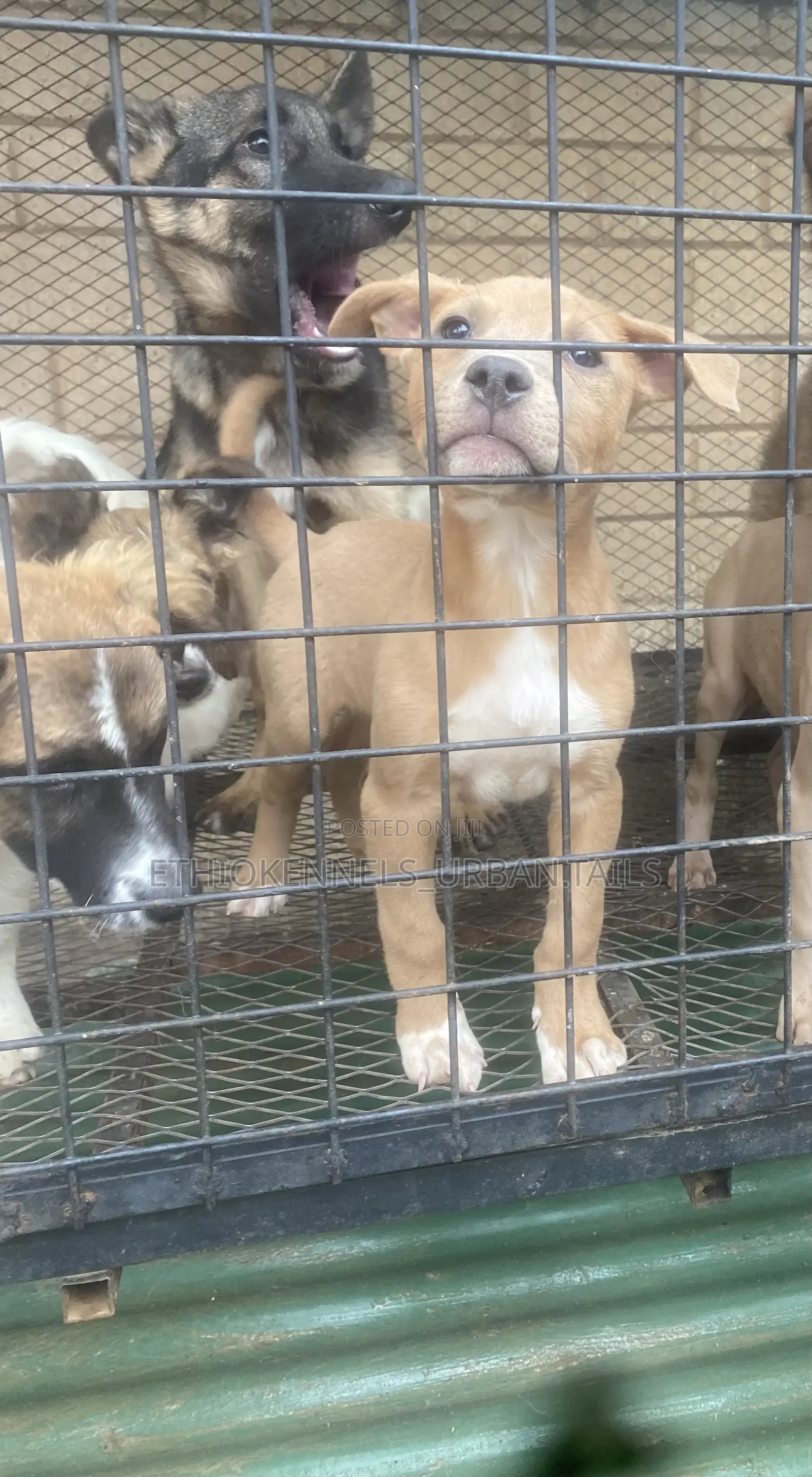 1-3 months Male Purebred American Pit Bull Terrier