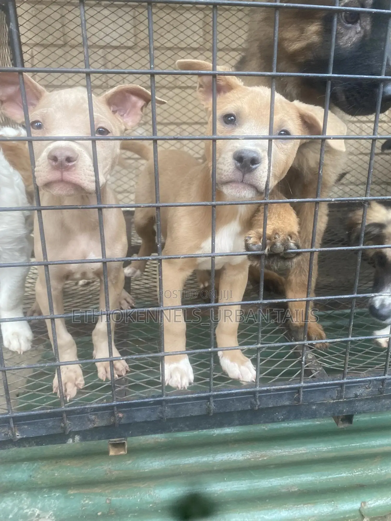 1-3 months Male Purebred American Pit Bull Terrier