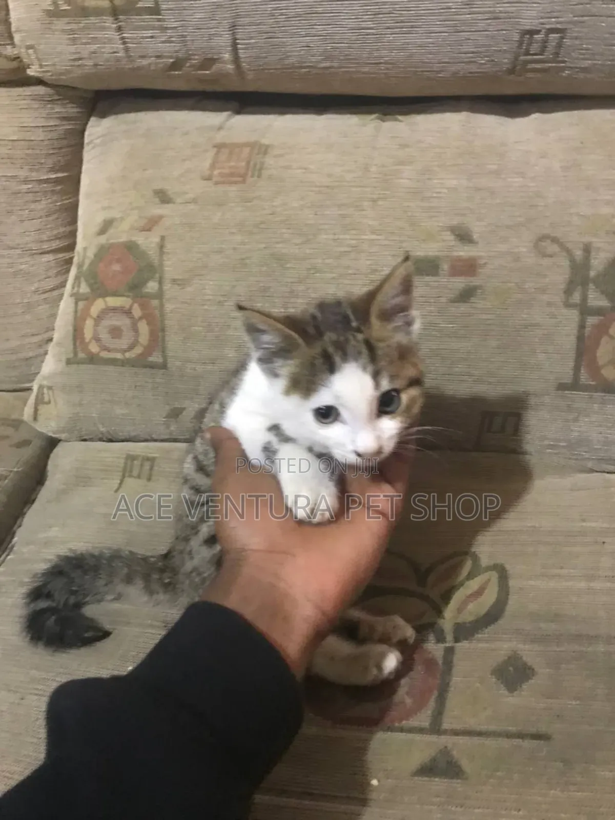 1-3 months Female Purebred American Shorthair