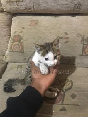 1-3 months Female Purebred American Shorthair