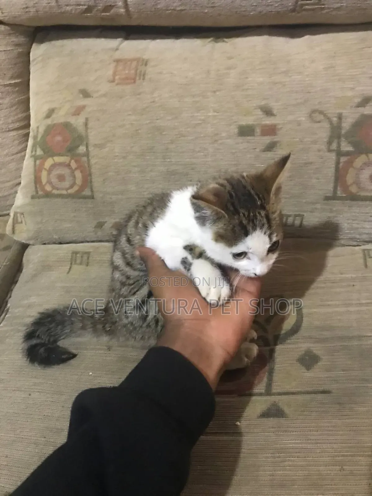 1-3 months Female Purebred American Shorthair