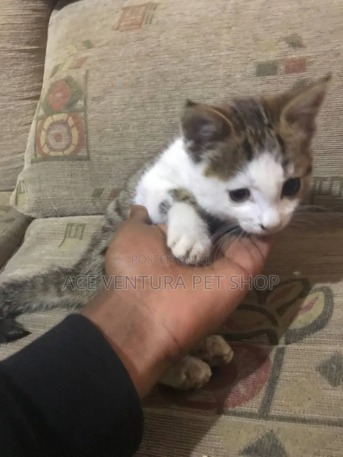 1-3 months Male Purebred American Shorthair