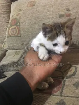 1-3 months Male Purebred American Shorthair