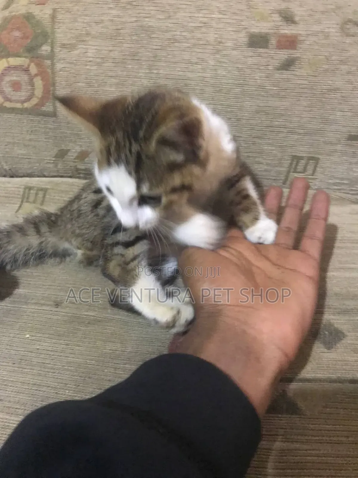 1-3 months Male Purebred American Shorthair