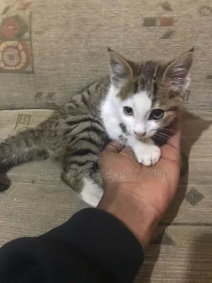 1-3 months Male Purebred American Shorthair