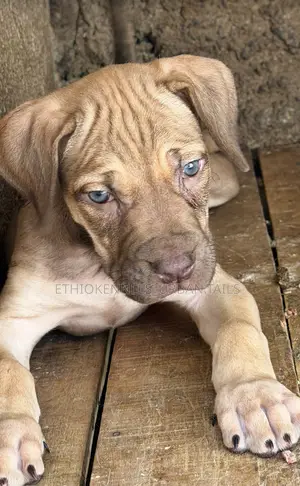 1-3 months Male Purebred American Pit Bull Terrier