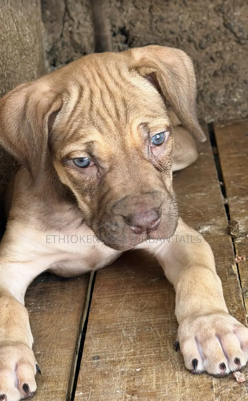 1-3 months Male Purebred American Pit Bull Terrier