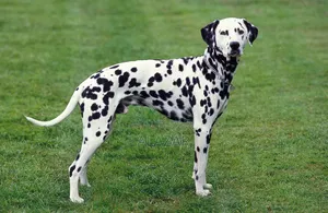 1-3 months Male Purebred Dalmatian