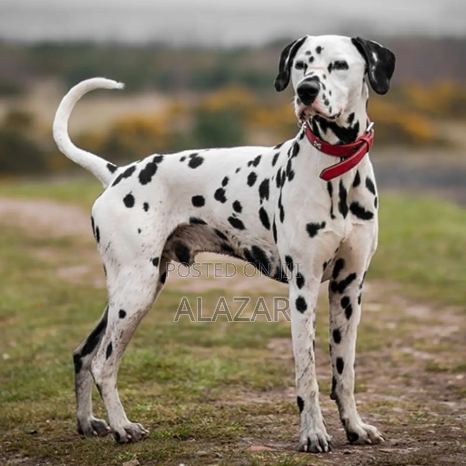 1-3 months Male Purebred Dalmatian