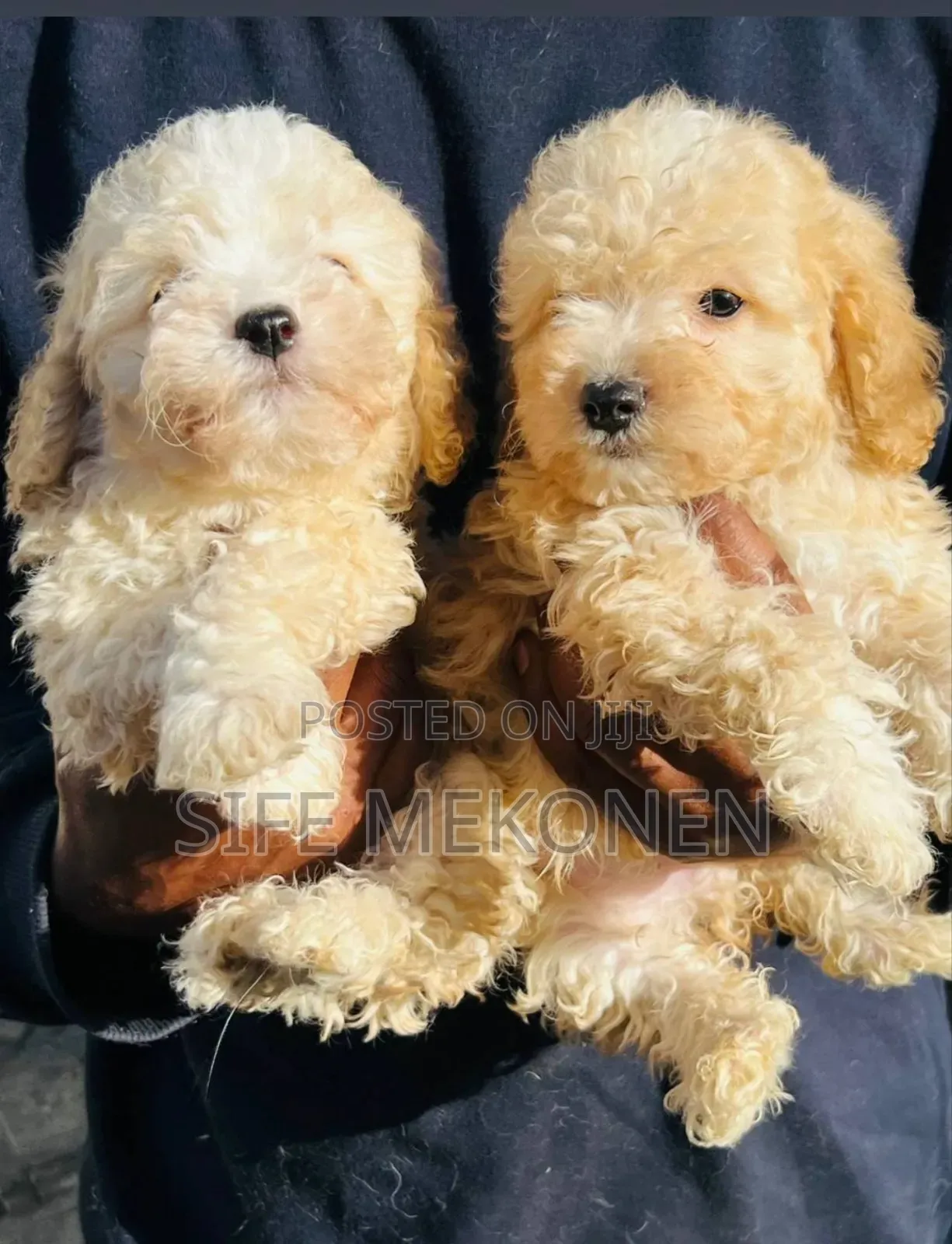 1-3 months Female Purebred Poodle