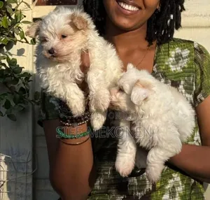 1-3 months Male Purebred Maltese