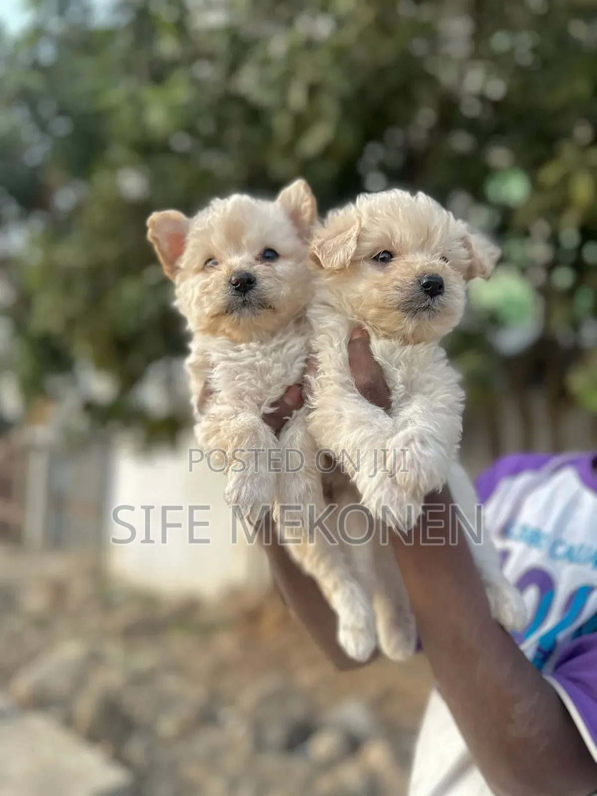 1-3 months Male Purebred Maltese