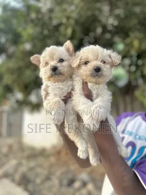 1-3 months Male Purebred Maltese