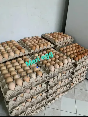 Fresh Eggs