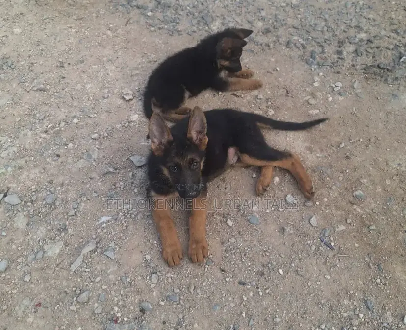 1-3 months Male Purebred German Shepherd