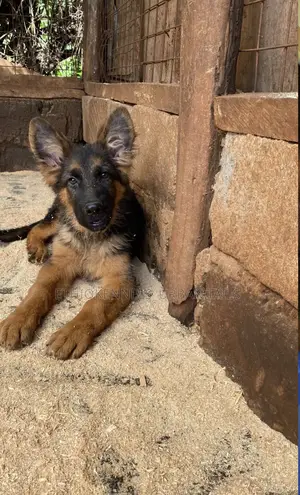 1-3 months Male Purebred German Shepherd