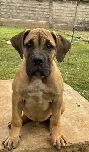 1-3 months Male Purebred Boerboel