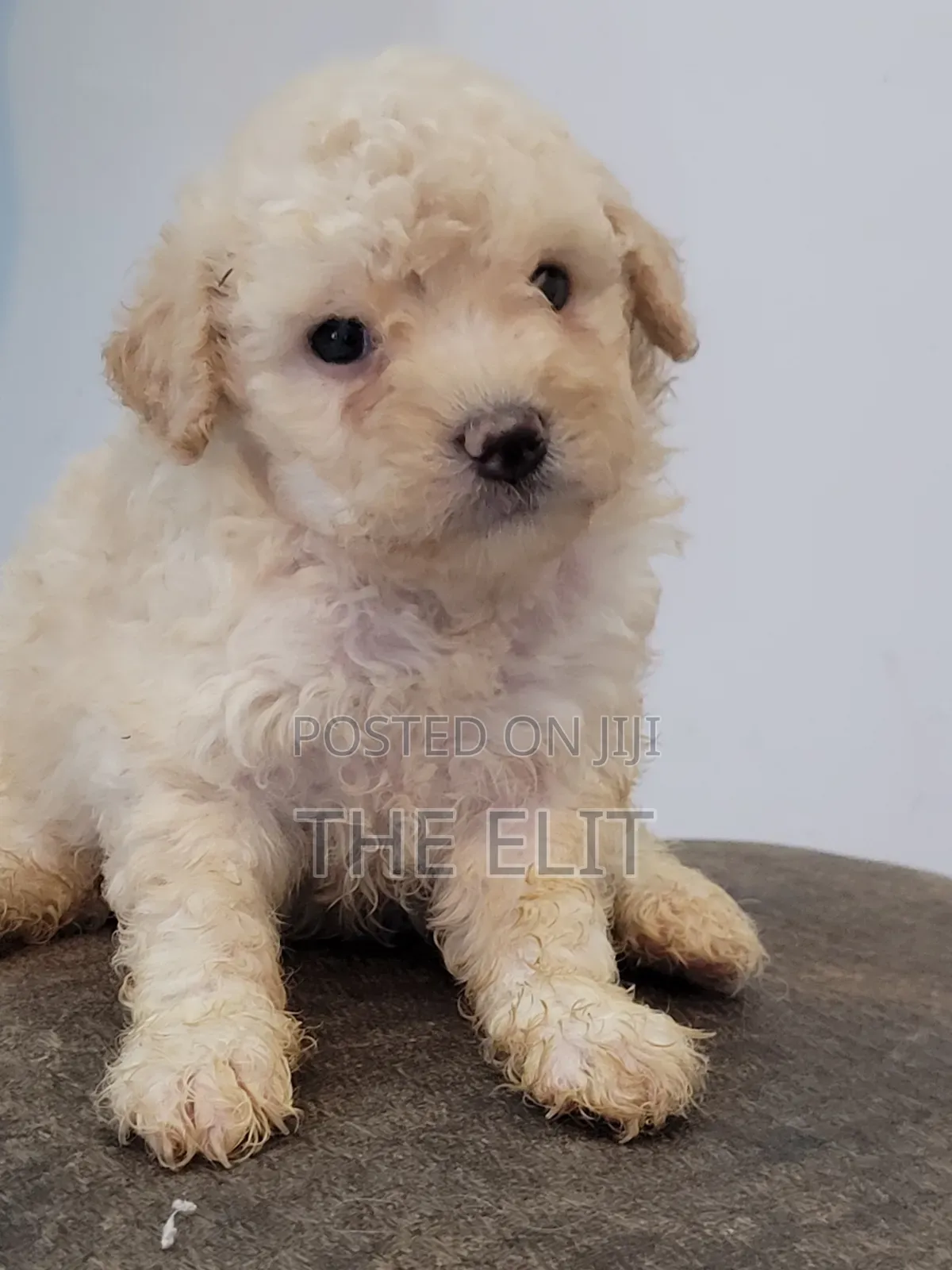 1-3 months Male Purebred Poodle