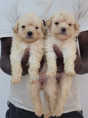 1-3 months Male Purebred Poodle