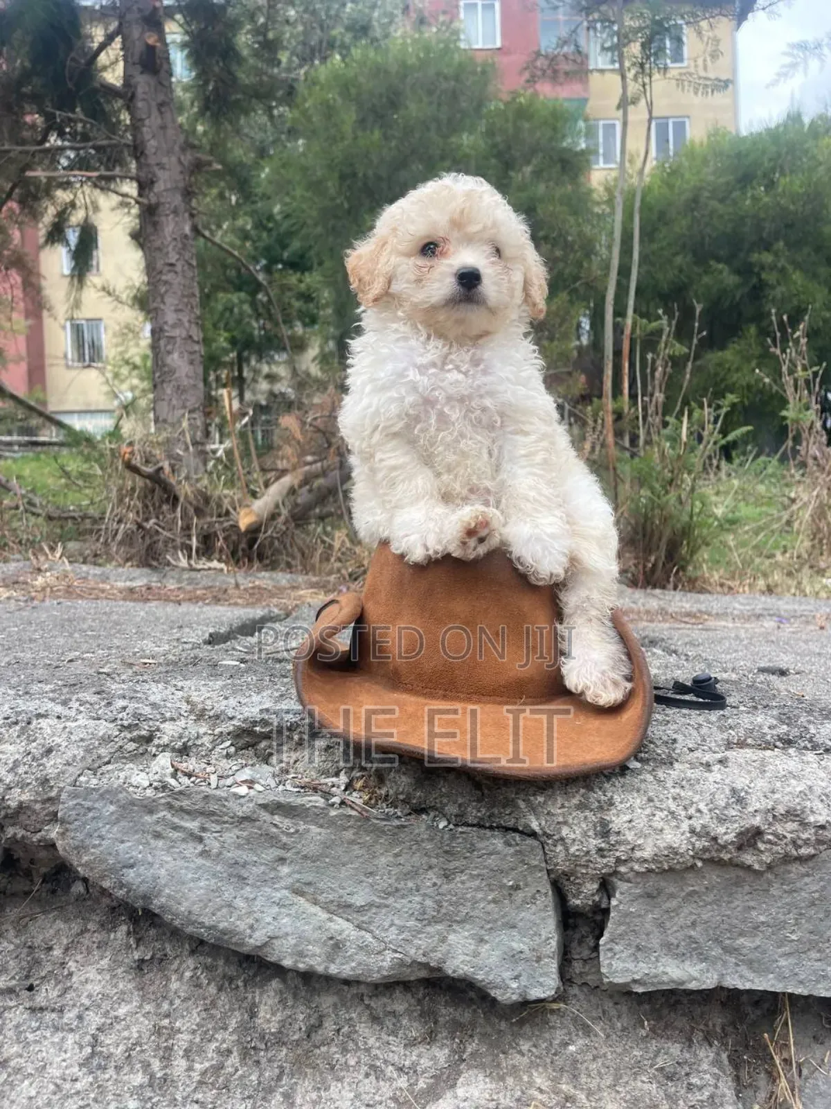 1-3 months Male Purebred Poodle