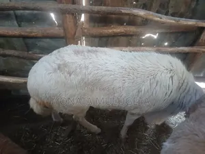 Sheep for Sale