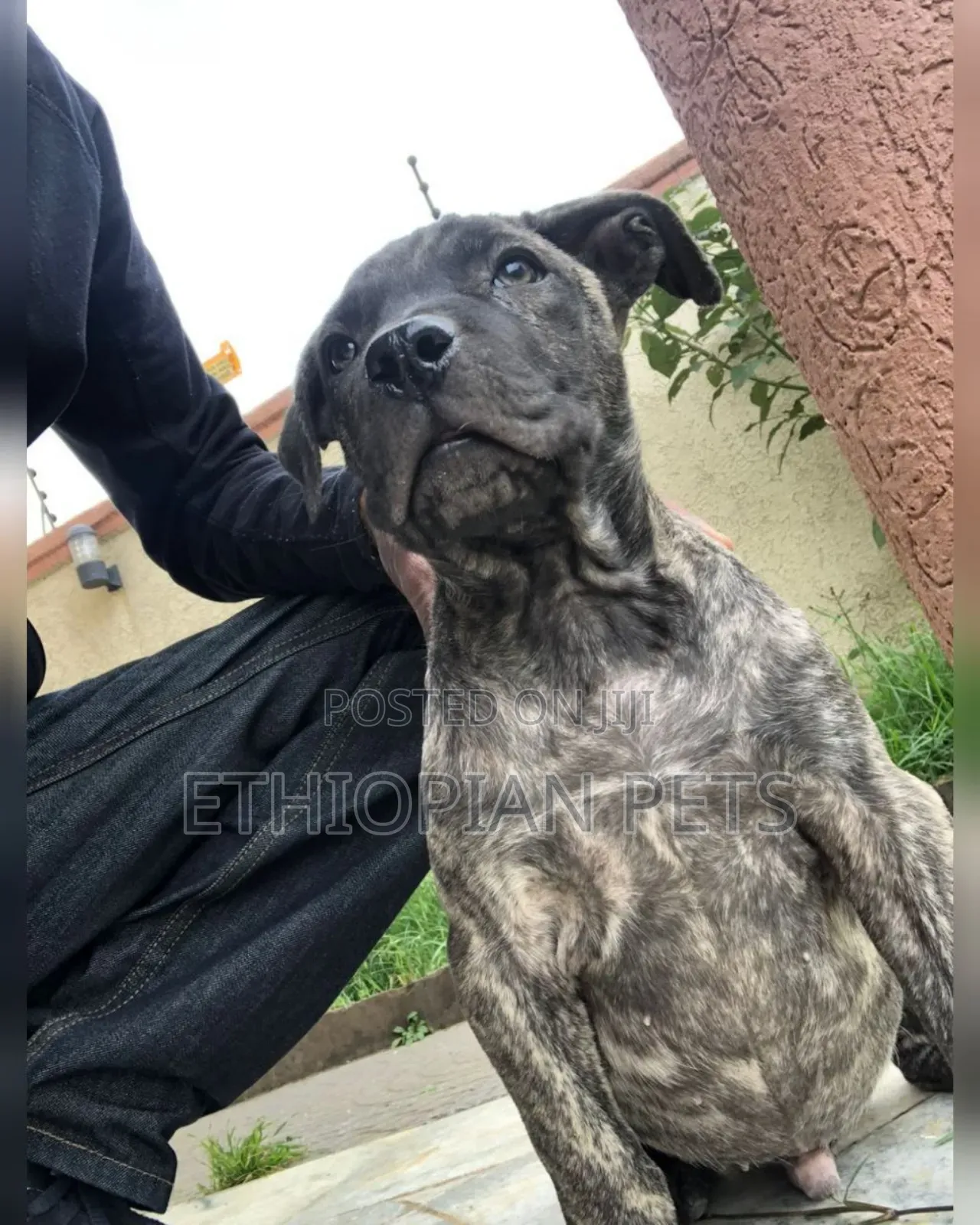 1-3 months Male Purebred Presa Canario