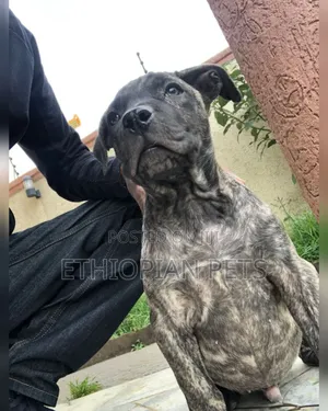 1-3 months Male Purebred Presa Canario