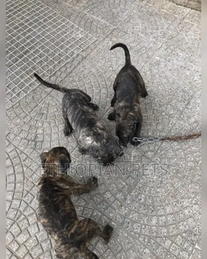 1-3 months Male Purebred Presa Canario