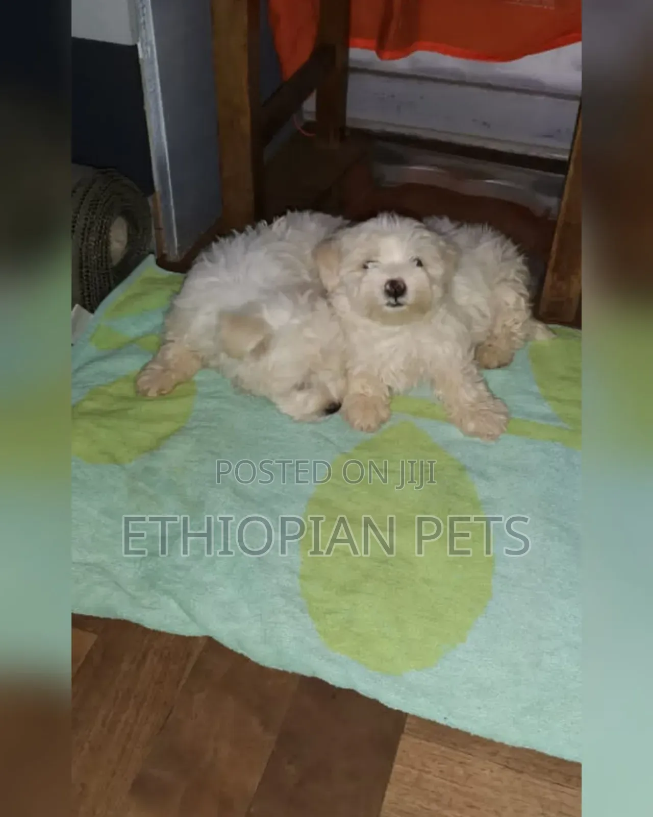 1-3 months Male Purebred Maltese
