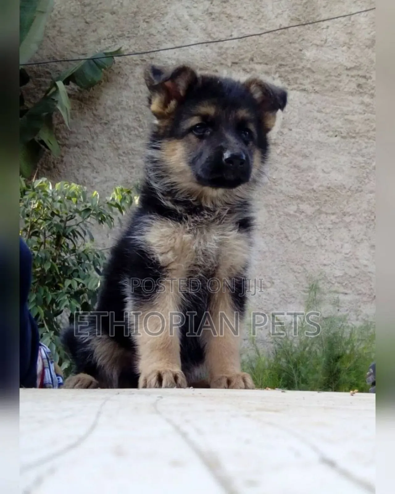 1-3 months Male Purebred German Shepherd