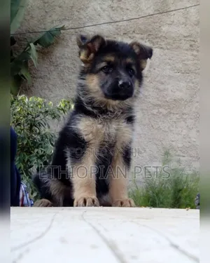 1-3 months Male Purebred German Shepherd