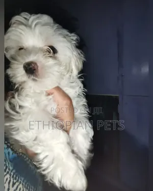 1-3 months Male Purebred Maltese