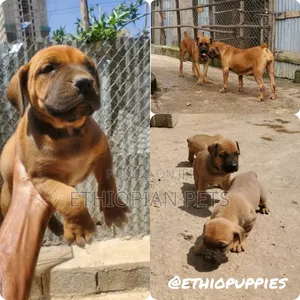 0-1 month Male Purebred Boerboel
