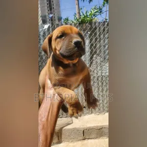 0-1 month Male Purebred Boerboel