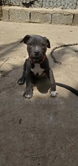 1-3 months Male Purebred American Pit Bull Terrier