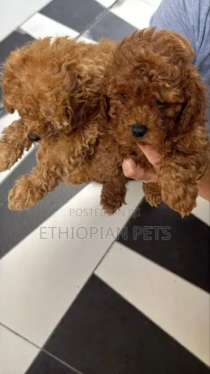 1-3 months Male Purebred Poodle