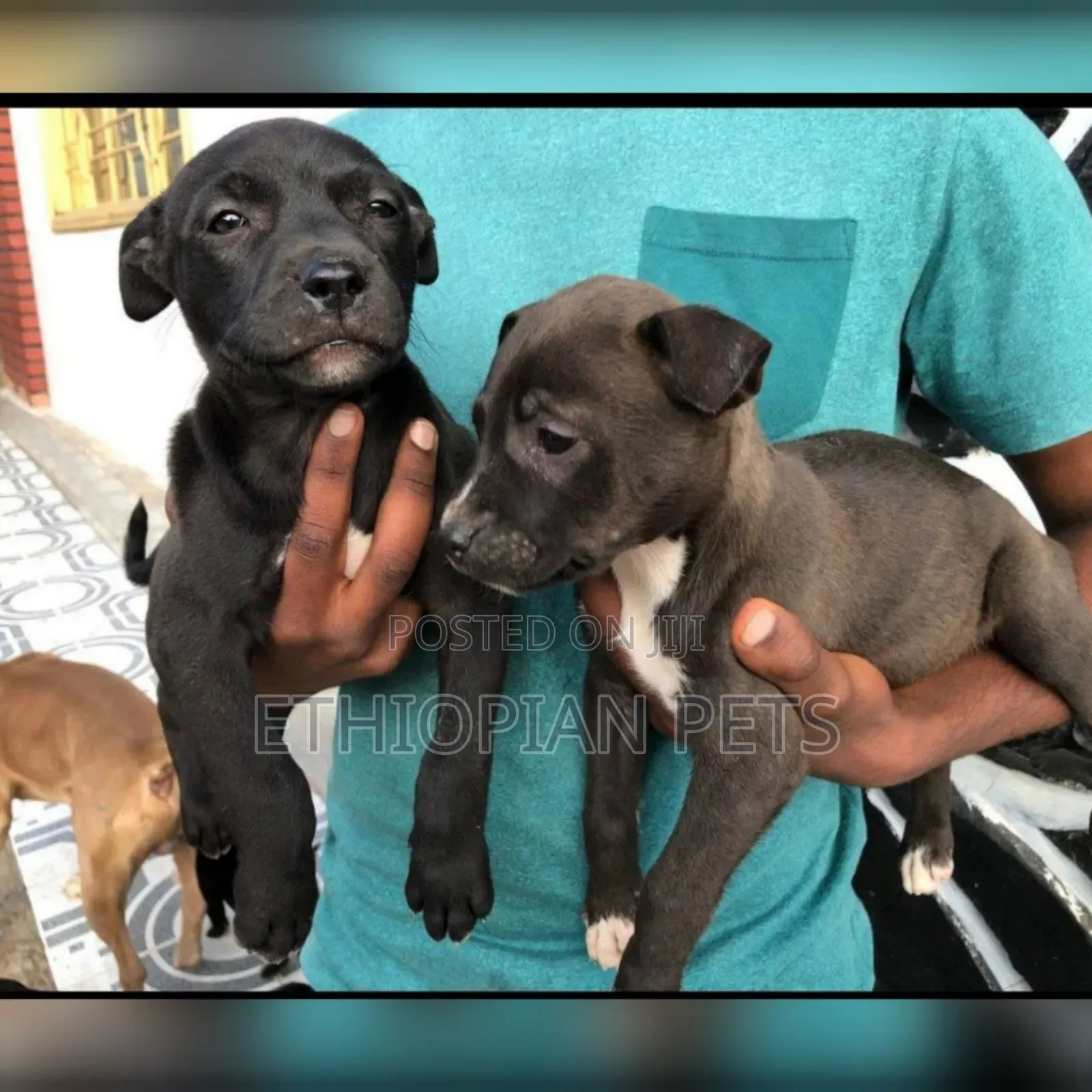 1-3 months Male Purebred American Pit Bull Terrier