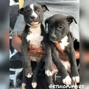 1-3 months Male Purebred American Pit Bull Terrier